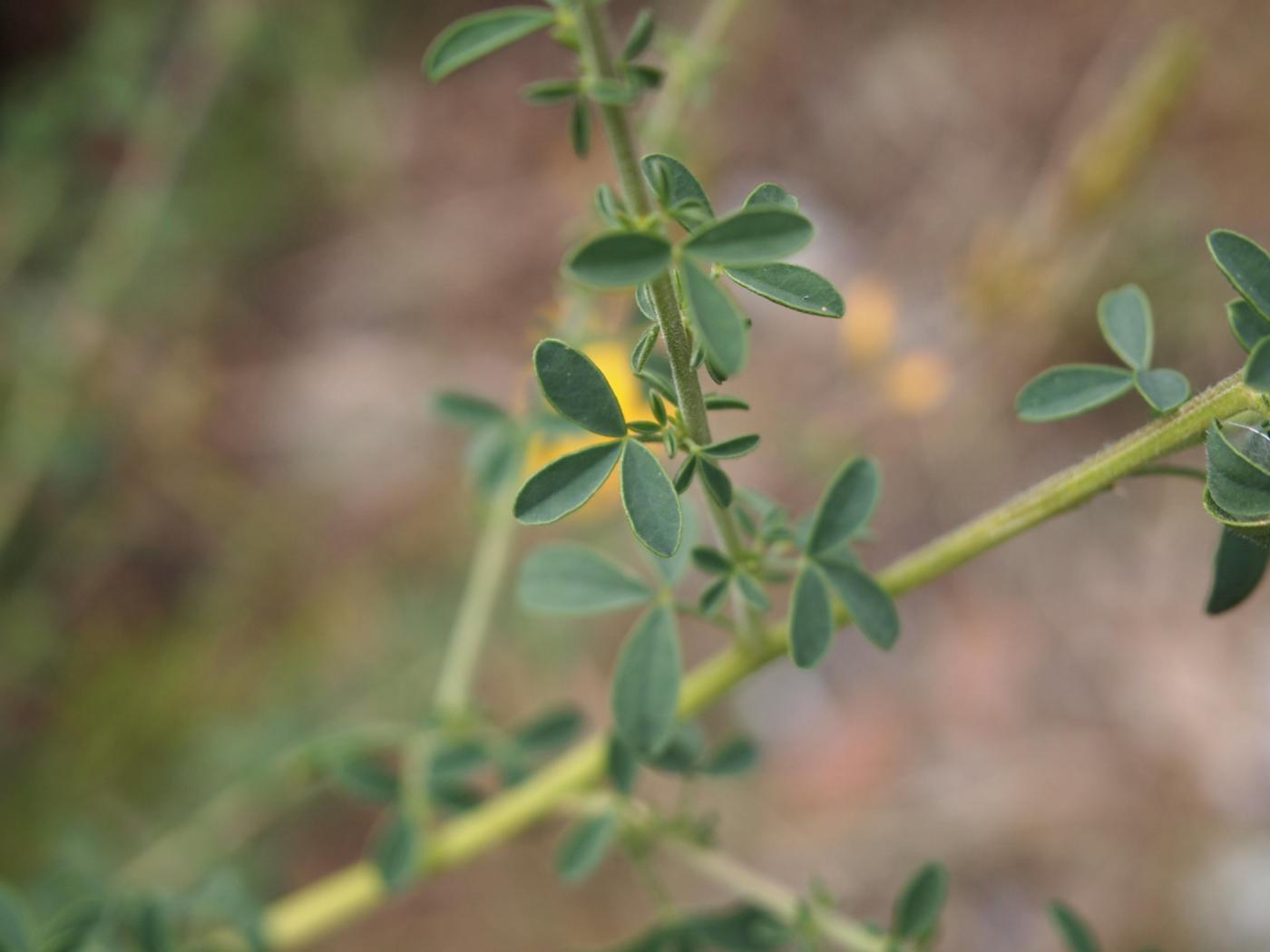 Adenocarpus leaf